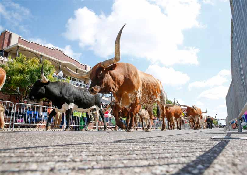 Longhorns walking down the street.